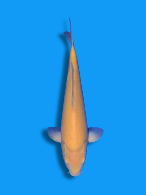 Karashigoi | Koi&Co.